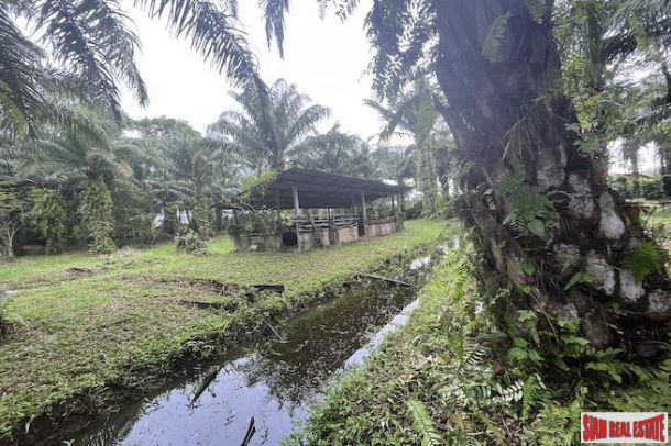 Over 28 Rai Land Plot with Palm Plantation and Canal for Sale in Khok Kloi, Phang Nga-5