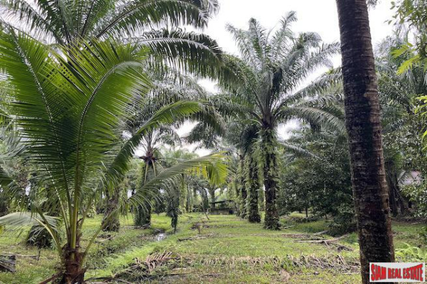 Over 28 Rai Land Plot with Palm Plantation and Canal for Sale in Khok Kloi, Phang Nga-6
