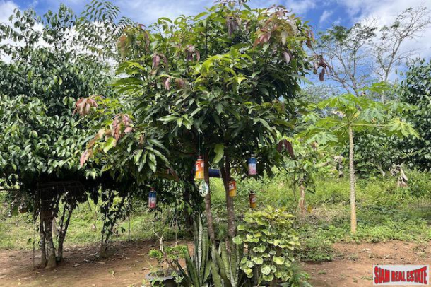 Almost 4 Rai of Lush Tropical Land for Sale in Pa Khlok-14