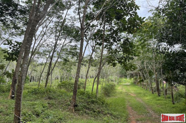 16 Rai of Land for Sale with Sloping Rubber Plantation and Close to Main Road - Phang Nga-3