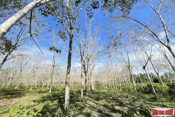 Almost 11 Rai of Rubber Plantation for Sale in Takua Tung, Phang Nga-2