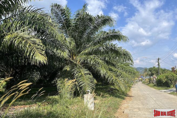 Over 4 Rai of Palm Plantations for Sale Near Natai Beach, Phang Nga - Excellent Investment Property-1