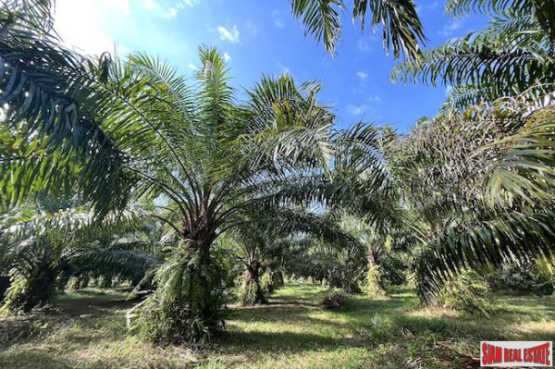 Over 4 Rai of Palm Plantations for Sale Near Natai Beach, Phang Nga - Excellent Investment Property-10