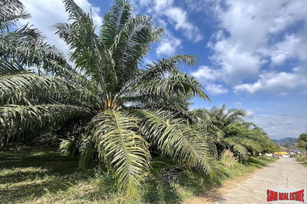 Over 4 Rai of Palm Plantations for Sale Near Natai Beach, Phang Nga - Excellent Investment Property-4