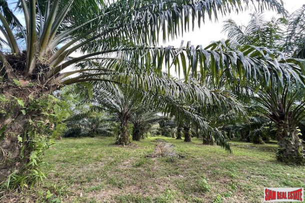 Over 4 Rai of Palm Plantations for Sale Near Natai Beach, Phang Nga - Excellent Investment Property-6