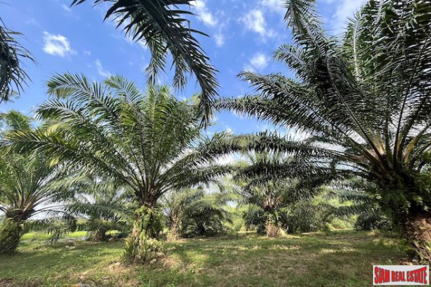 Over 4 Rai of Palm Plantations for Sale Near Natai Beach, Phang Nga - Excellent Investment Property-7
