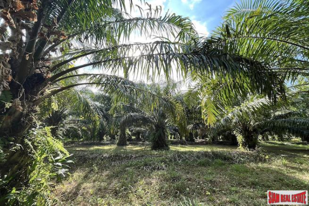 Over 4 Rai of Palm Plantations for Sale Near Natai Beach, Phang Nga - Excellent Investment Property-9