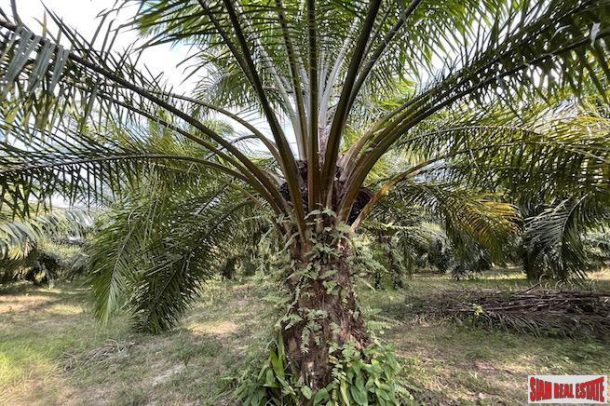 18 Rai Palm Plantation with Nice Mountain Views for Sale in Takua Thung, Phang Nga-4