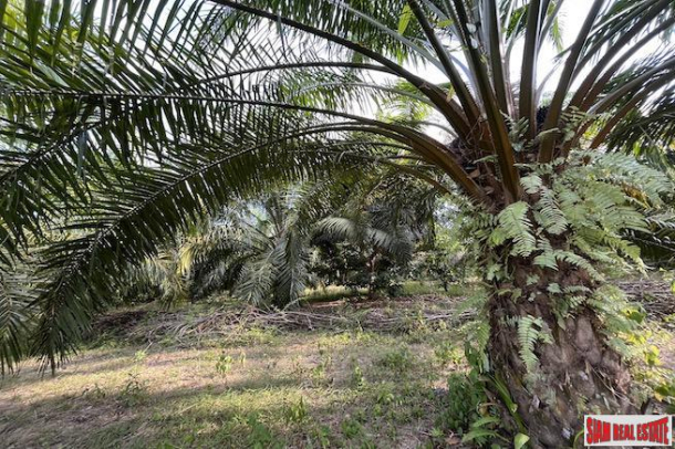 18 Rai Palm Plantation with Nice Mountain Views for Sale in Takua Thung, Phang Nga-5