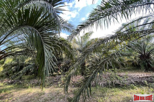 18 Rai Palm Plantation with Nice Mountain Views for Sale in Takua Thung, Phang Nga-6