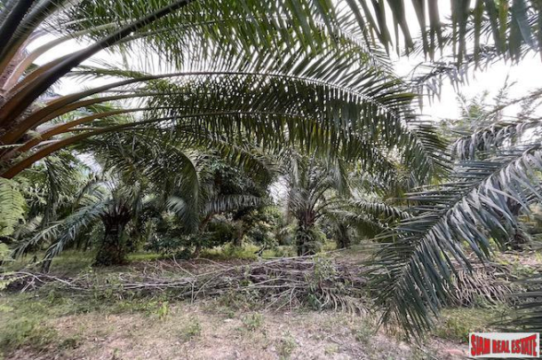 18 Rai Palm Plantation with Nice Mountain Views for Sale in Takua Thung, Phang Nga-7