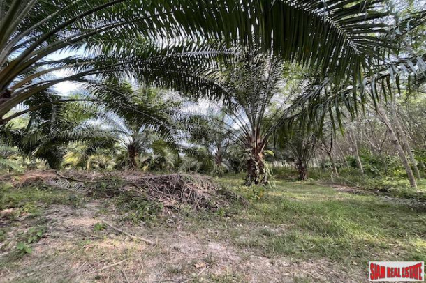 18 Rai Palm Plantation with Nice Mountain Views for Sale in Takua Thung, Phang Nga-9