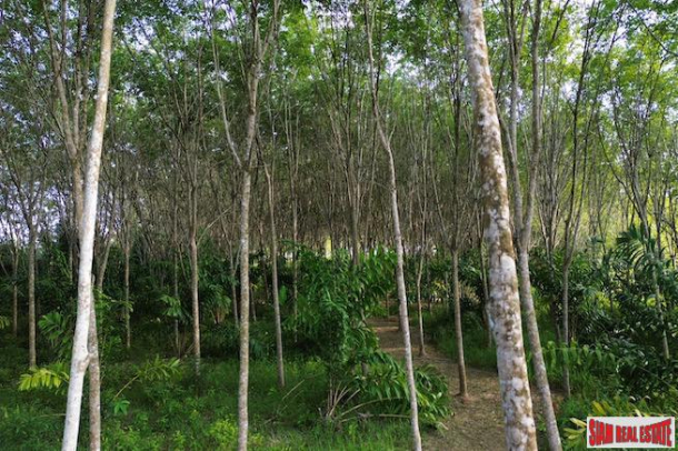 Nice 18+ Rai Land Plot with a Rubber Plantation for Sale in Takua Thung, Phang Nga-11