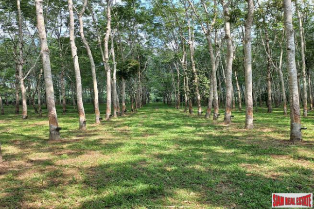 43 Rai Land Plot with a Rubber and Palm Plantation for Sale in Thung Maphrao, Phang Nga-1