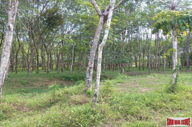 43 Rai Land Plot with a Rubber and Palm Plantation for Sale in Thung Maphrao, Phang Nga-11
