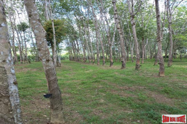 43 Rai Land Plot with a Rubber and Palm Plantation for Sale in Thung Maphrao, Phang Nga-13