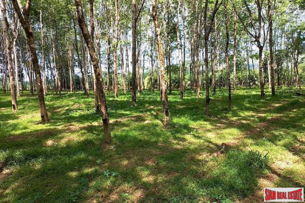 43 Rai Land Plot with a Rubber and Palm Plantation for Sale in Thung Maphrao, Phang Nga-7