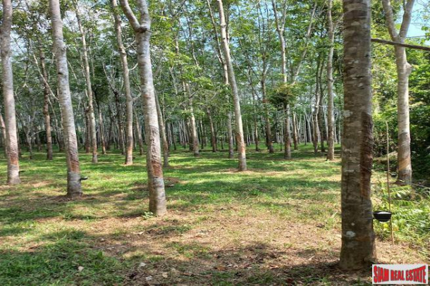 43 Rai Land Plot with a Rubber and Palm Plantation for Sale in Thung Maphrao, Phang Nga-8
