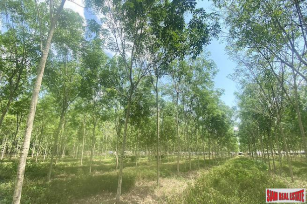 Large 29+ Rai Land Plot for Sale in a Prime Thalang Location-7