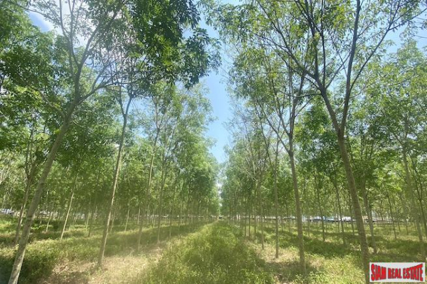 Large 29+ Rai Land Plot for Sale in a Prime Thalang Location-8