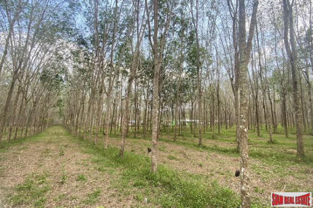 25 Rai Land Plot for Sale in an Excellent Thalang Location-10