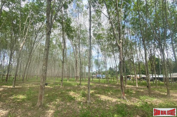25 Rai Land Plot for Sale in an Excellent Thalang Location-4