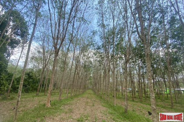 25 Rai Land Plot for Sale in an Excellent Thalang Location-9