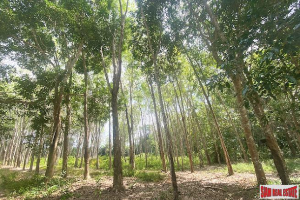 10 Rai Rubber Plantation Surrounded by Lush Vegetation for Sale in Pa Klok, Phuket-10