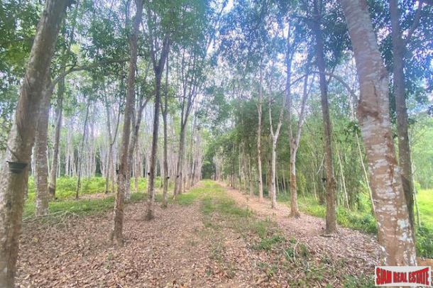 10 Rai Rubber Plantation Surrounded by Lush Vegetation for Sale in Pa Klok, Phuket-2