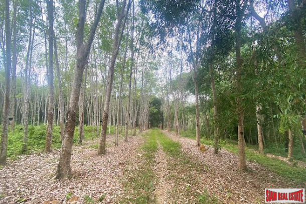 10 Rai Rubber Plantation Surrounded by Lush Vegetation for Sale in Pa Klok, Phuket-3