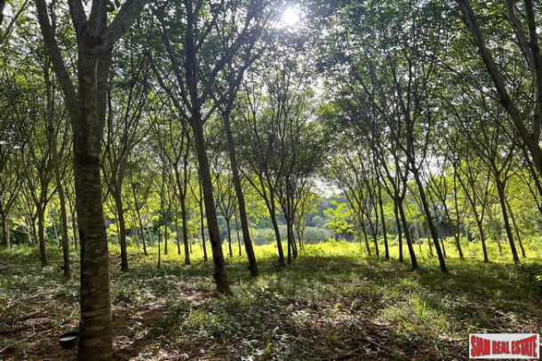 1.5 rai of rubber plantations with mountain views for sale in Sai Thai, Krabi-4