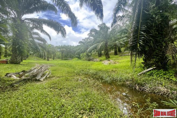 22 Rai of palm plantation near Klong Muang Beach for sale in Nong Thale, Krabi-1