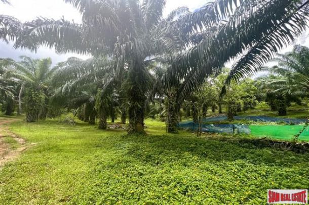 22 Rai of palm plantation near Klong Muang Beach for sale in Nong Thale, Krabi-2