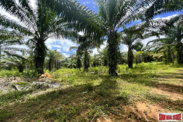 22 Rai of palm plantation near Klong Muang Beach for sale in Nong Thale, Krabi-3